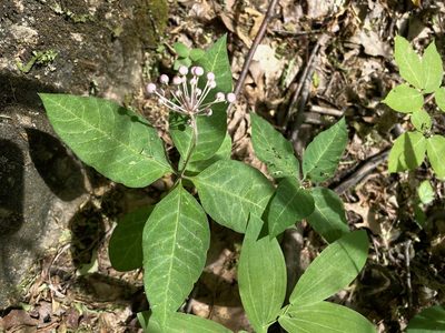 Asclepias quadrifolia, photographed by Tom Scavo