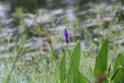 Pontederia cordata