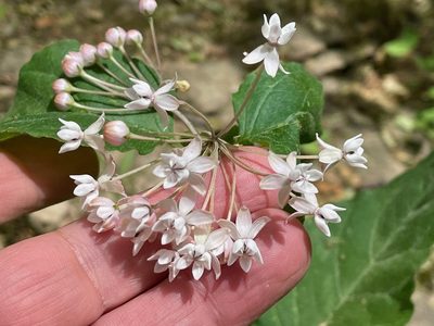 Asclepias quadrifolia, photographed by Tom Scavo