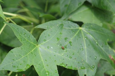 Liquidambar styraciflua, photographed by Sawyer Baran