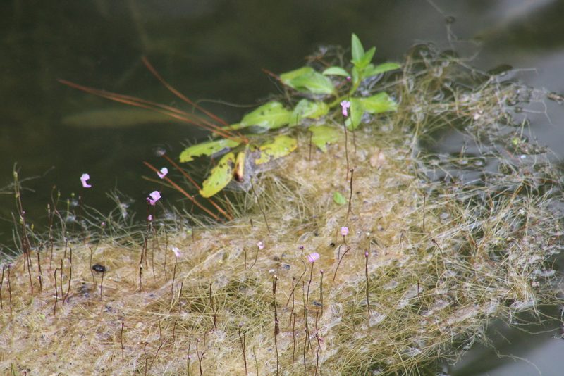 Utricularia resupinata, photographed by Sawyer Baran