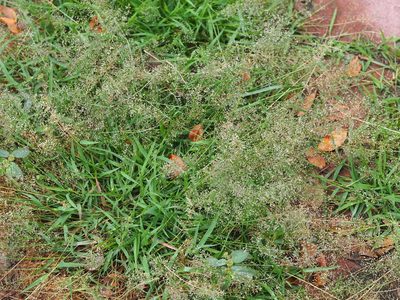 Eragrostis tenella, photographed by 葉子