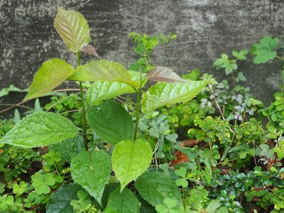 Ehretia resinosa, photographed by 葉子
