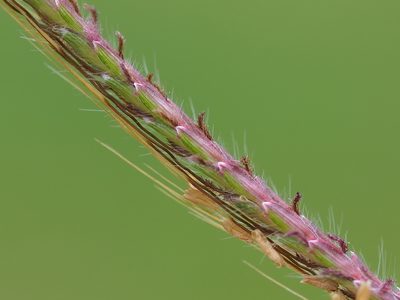 Dichanthium annulatum, photographed by 葉子