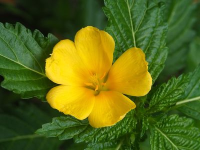 Turnera ulmifolia, photographed by 葉子