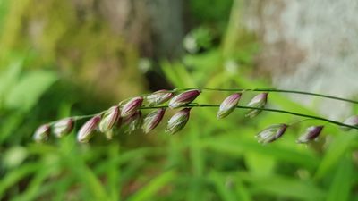 Melica nutans, photographed by Aurelijus Narbutas