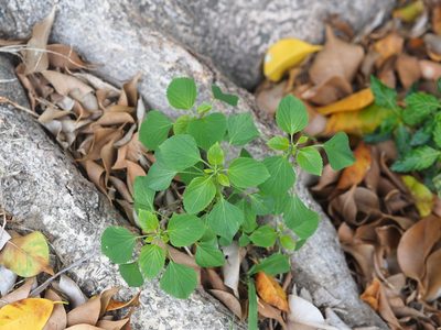 Acalypha indica, photographed by 葉子