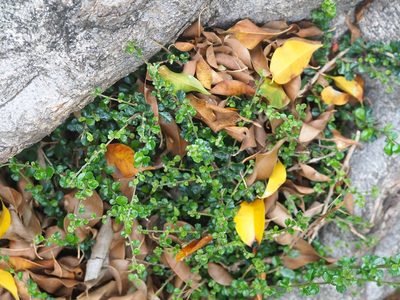Ehretia microphylla, photographed by 葉子