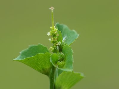 Acalypha indica