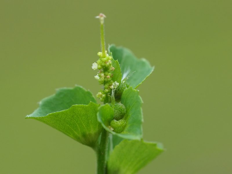 Acalypha indica, photographed by 葉子