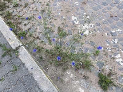 Centaurea cyanus, photographed by Yann Kemper