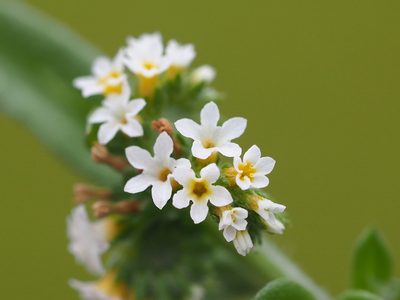 Euploca procumbens, photographed by 葉子