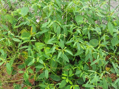 Euphorbia graminea, photographed by 葉子