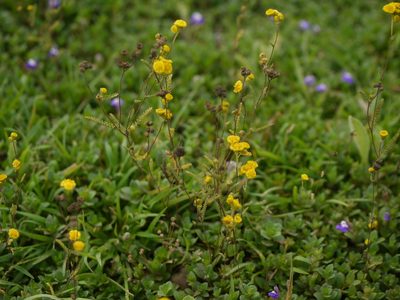 Cyathocline lutea, photographed by Dinesh Valke