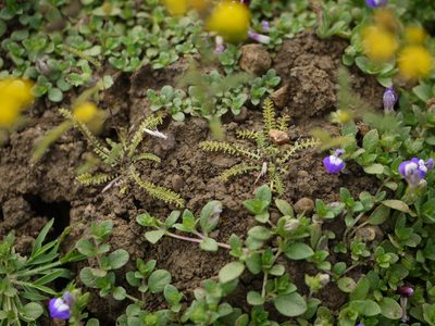 Cyathocline lutea, photographed by Dinesh Valke