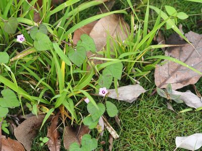 Ipomoea triloba, photographed by 葉子