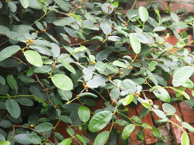 Ficus tinctoria, photographed by 葉子