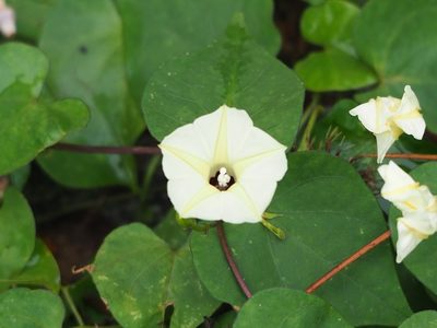 Ipomoea obscura, photographed by 葉子