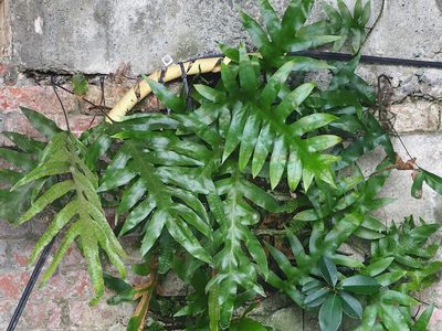 Microsorum scolopendria, photographed by 葉子