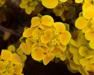 Cruckshanksia pumila, photographed by Nicolás Villaseca Merino