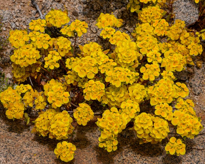 Cruckshanksia pumila, photographed by Nicolás Villaseca Merino