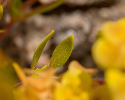 Cruckshanksia pumila, photographed by Nicolás Villaseca Merino