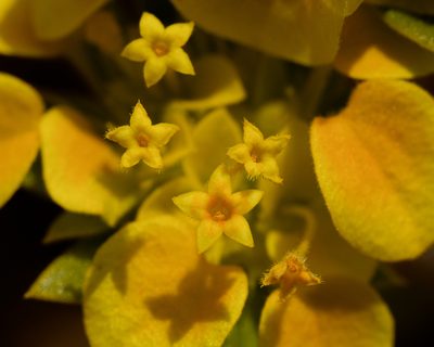 Cruckshanksia pumila, photographed by Nicolás Villaseca Merino