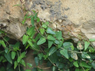 Paederia foetida, photographed by 葉子