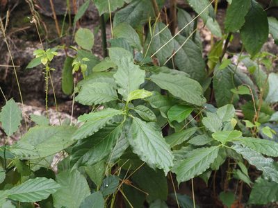 Ehretia resinosa, photographed by 葉子
