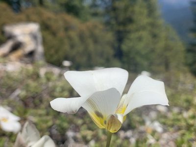 Calochortus leichtlinii