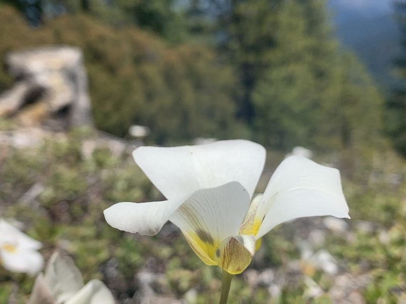 Calochortus leichtlinii, photographed by Ben Hayden