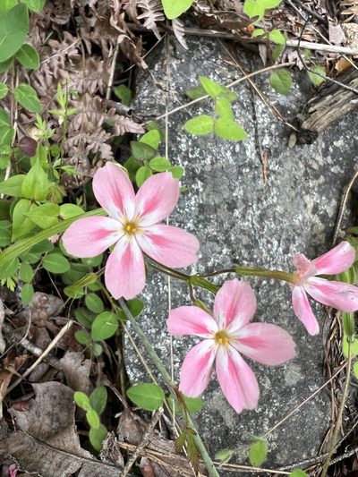 Phlox adsurgens, photographed by Jon Lee