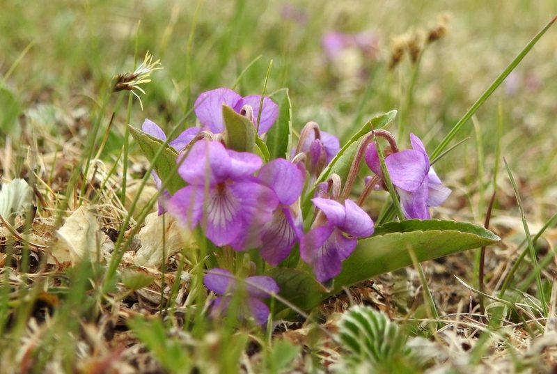 Viola gmeliniana, photographed by Анна Васильченко
