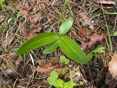 Gentiana cruciata, photographed by Анна Рыбакова
