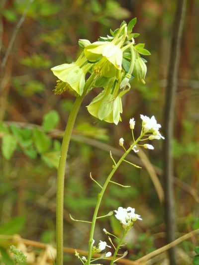 Aquilegia viridiflora, photographed by Анна Васильченко