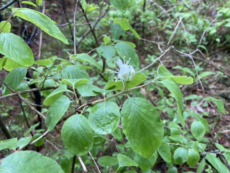 Lonicera xylosteum, photographed by Анна Рыбакова