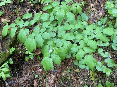 Actaea spicata, photographed by Анна Рыбакова