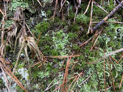 Atrichum undulatum, photographed by Анна Рыбакова