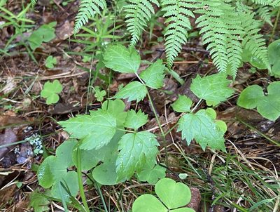 Actaea spicata, photographed by Анна Рыбакова