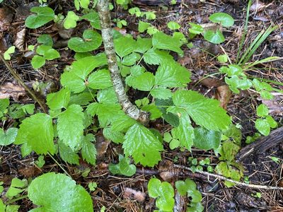Actaea spicata, photographed by Анна Рыбакова