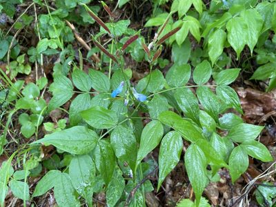Lathyrus vernus, photographed by Анна Рыбакова