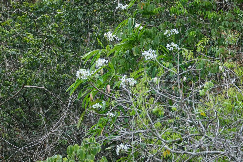 Plumeria obtusa, photographed by Shawn O'Donnell