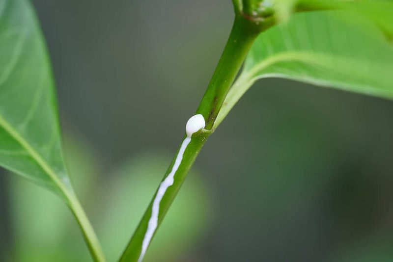 Tabernaemontana alba, photographed by Shawn O'Donnell