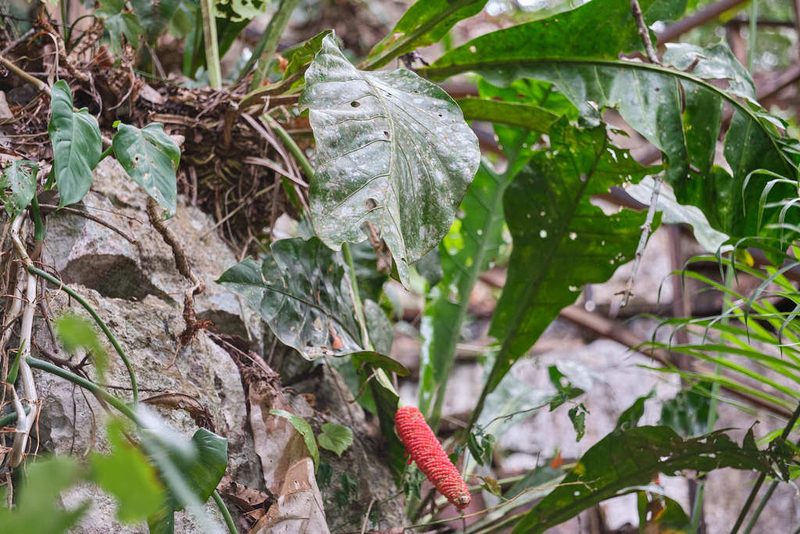 Anthurium schlechtendalii, photographed by Shawn O'Donnell