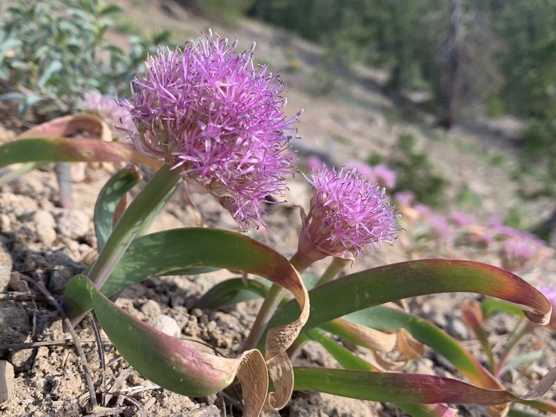 Allium platycaule, photographed by Ben Hayden
