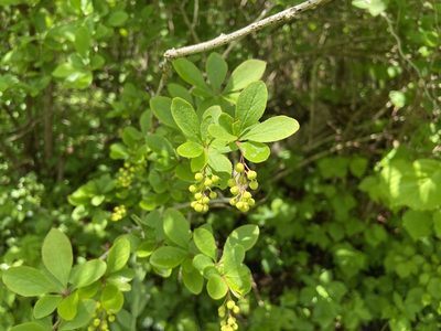 Berberis vulgaris