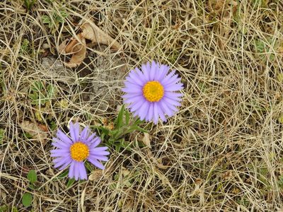Aster alpinus, photographed by Анна Васильченко