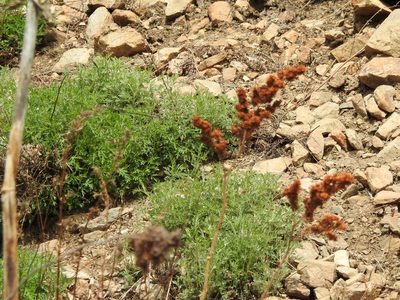 Artemisia gmelinii