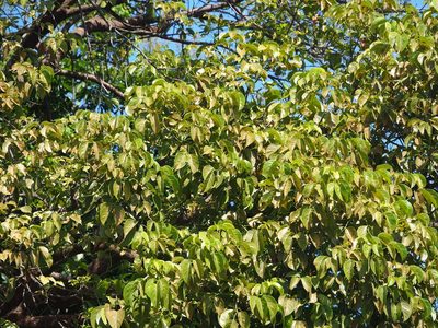 Bischofia javanica, photographed by 葉子