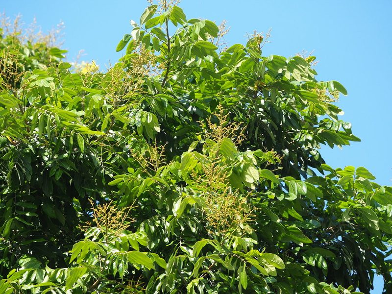 Dimocarpus longan, photographed by 葉子
